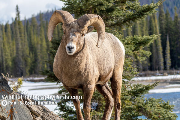 Bighorn Sheep Ram Rut Wildlife Photography Prints