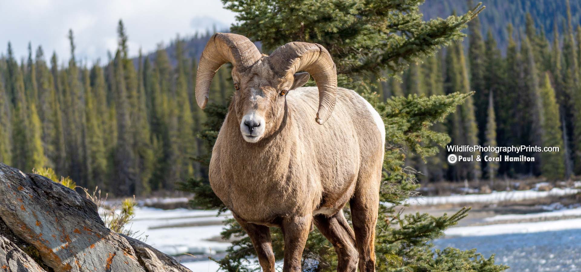 Bighorn Sheep Ram Rut Wildlife Photography Prints
