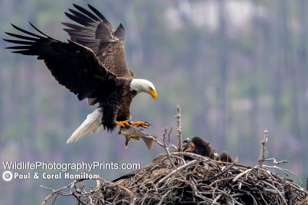 Eagle Wildlife Photography Prints