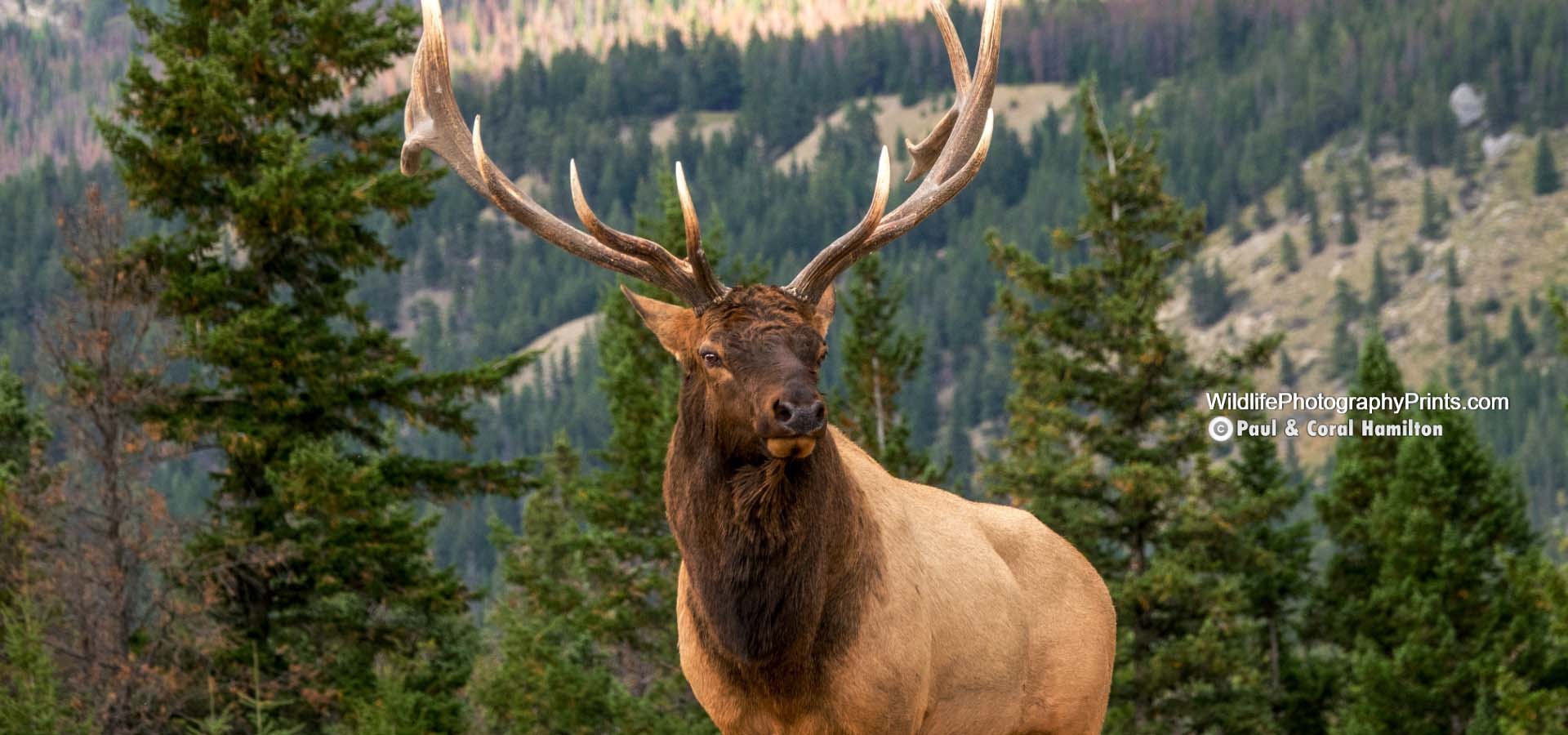 Elk Bull in Rut Wildlife Photography Prints