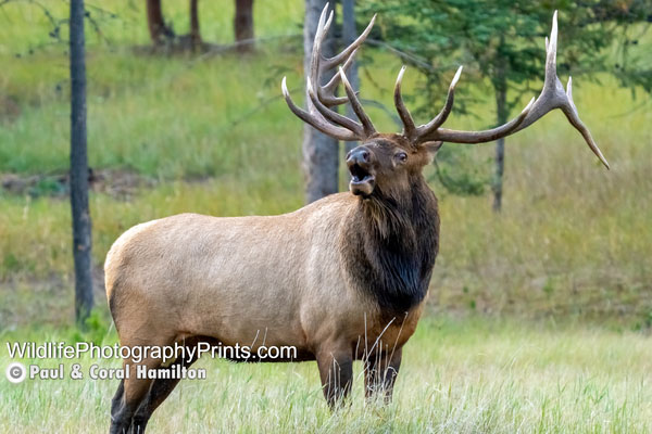 Elk Bull Rut Wildlife Photography Prints