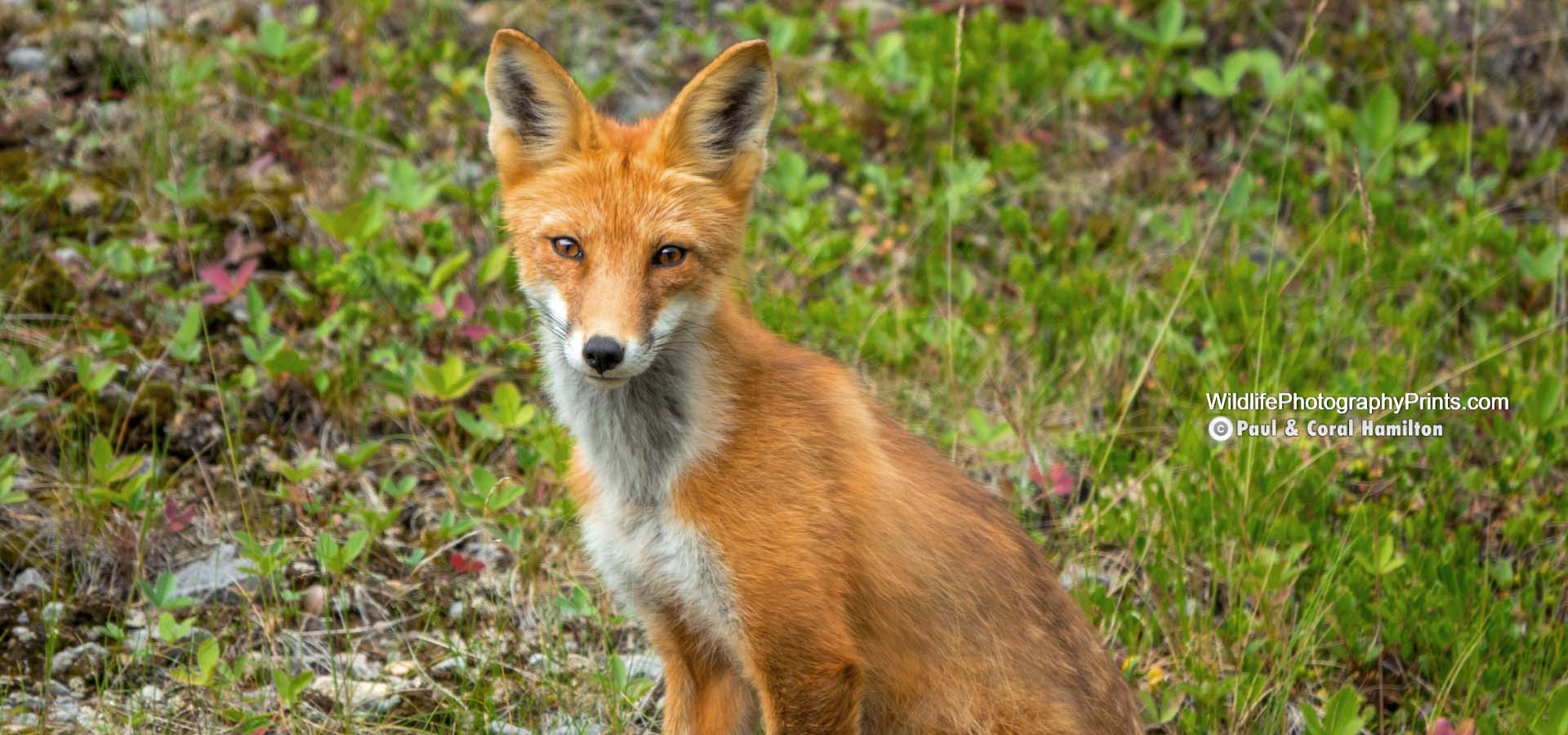 Fox Wildlife Photography Prints