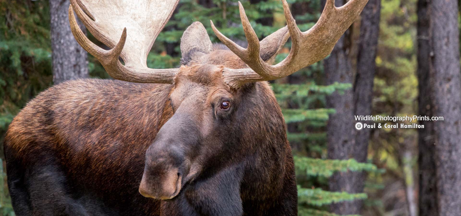 Moose Bull in Rut Wildlife Photography Prints