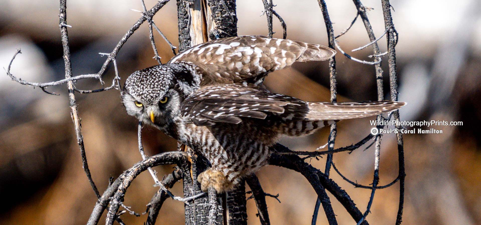 Owl Wildlife Photography Prints