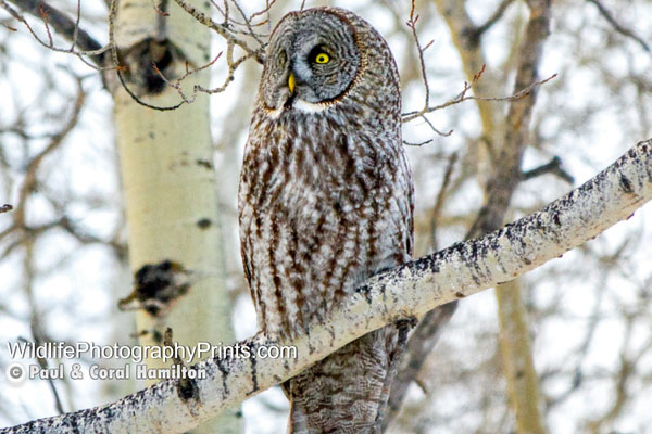 Owl Wildlife Photography Prints