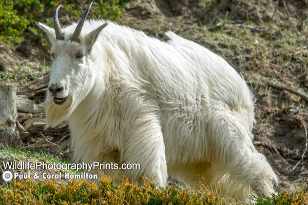 Rocky Mountain Goat Wildlife Photography Prints