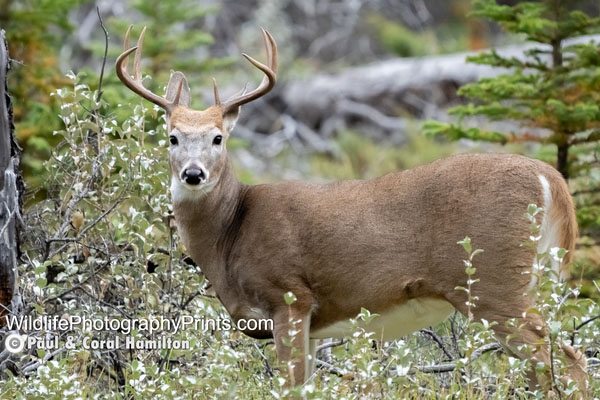 White Tailed Deer Wildlife Photography Prints