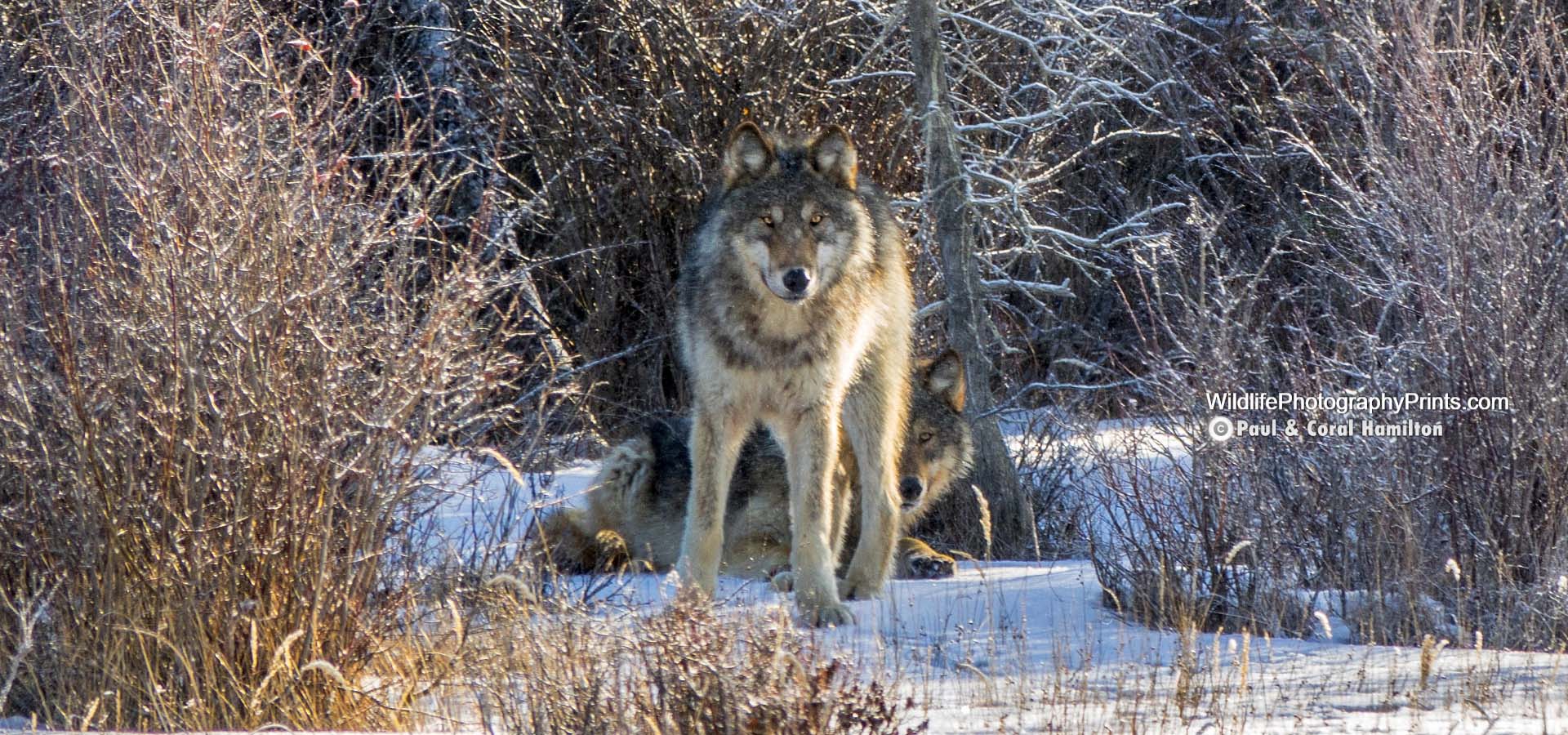 Wolf Wildlife Photography Prints